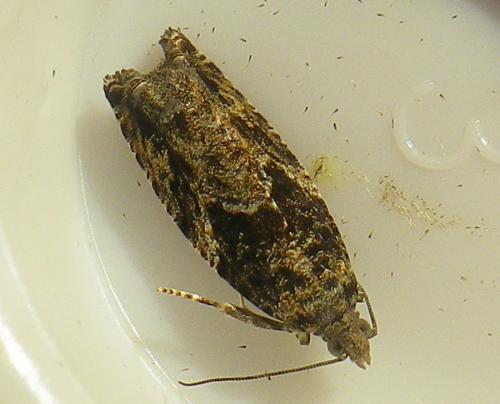 Réf. 187 673 : Epinotia sp.